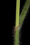 Hairy umbrella sedge